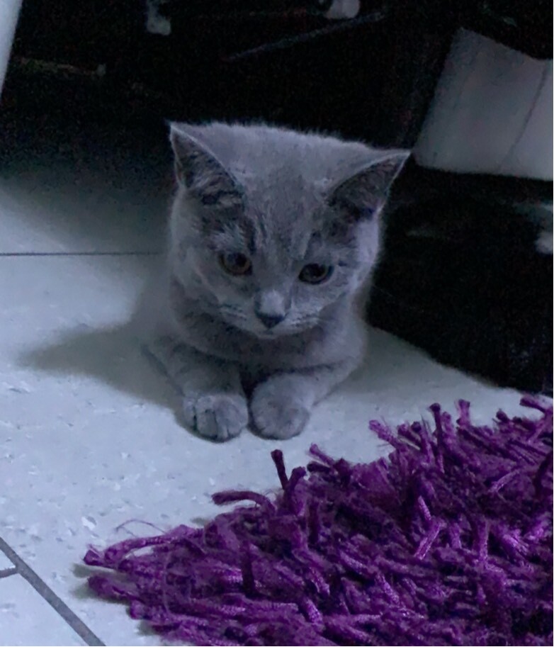 British Short Hair Kitten In Leeds West Yorkshire Gumtree