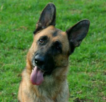 Image result for German Shepherd dog, Relaxing Massage