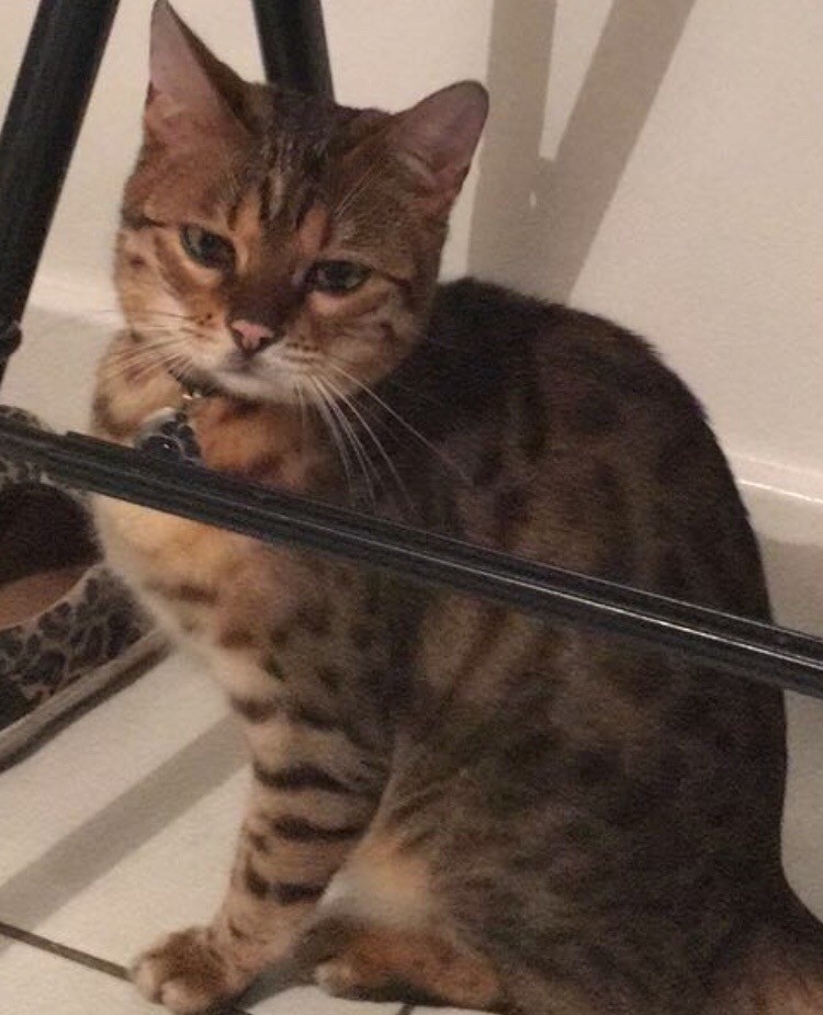 Lost Bengal cat NEUTERED in West Hampstead, London Gumtree