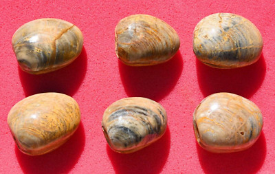 SIX Fossil Clam Shells from Madagascar