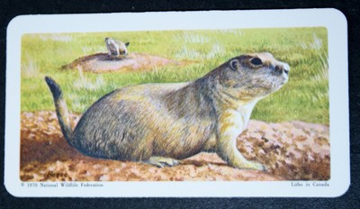 BLACKTAIL PRAIRIE DOG   Vintage 1970 Illustrated  Wildlife Card   GD22M