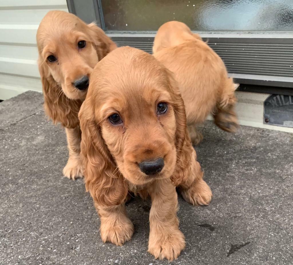 Full breed cocker spaniel pups for sale in Armagh, County Armagh