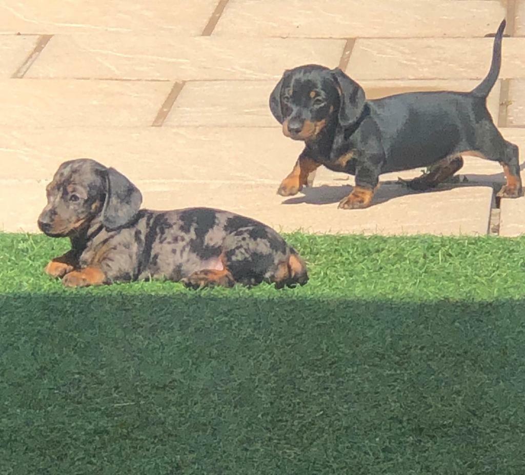 Miniature Dachshund Smooth Haired In St Mellons Cardiff Gumtree