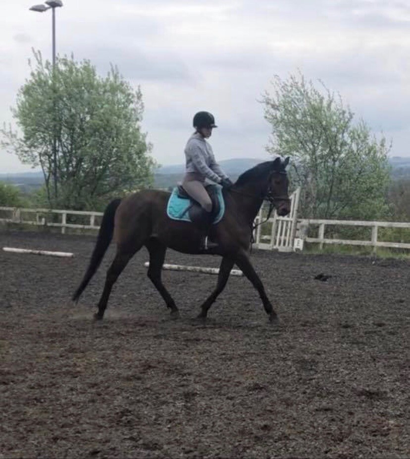 15.2 British Riding Horse in Blackburn, West Lothian Gumtree