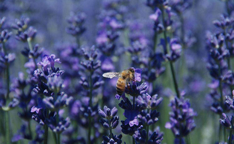 Culinary Dried Lavender Buds, 100% Raw Highland Grow Lavender Flowers, Ultra Blu