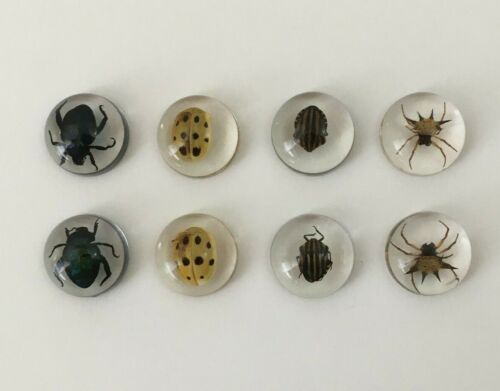 Real Insects in Resin - 8 Pcs - Spider, Beetle, Bugs, Taxidermy, Weird Gifts