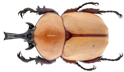 Insect - DYNASTIDAE Brachysiderus q. tridentiger - Peru - Male 53mm ....!!