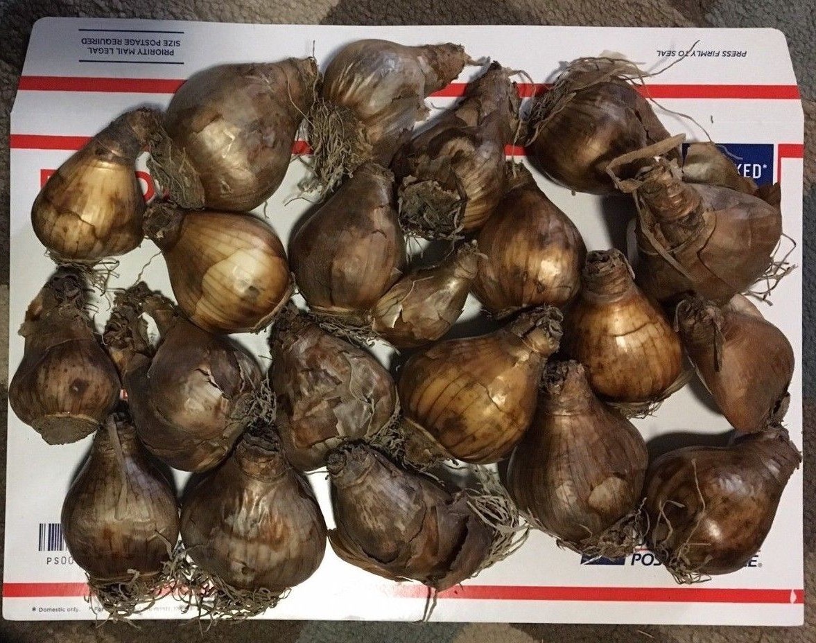 Yellow Trumpet Daffodil Flower Dutch Master (20 Bulbs) Perennial, Zones:4-9