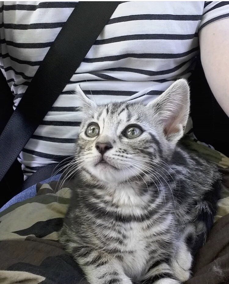 9 week old Bengal kitten in Bournemouth, Dorset Gumtree