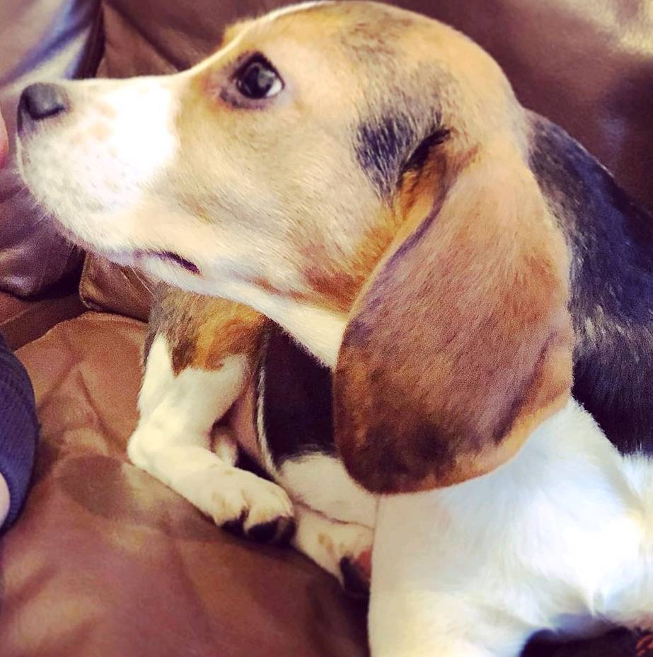 12 weeks old Beagle puppy girl in Colchester, Essex Gumtree