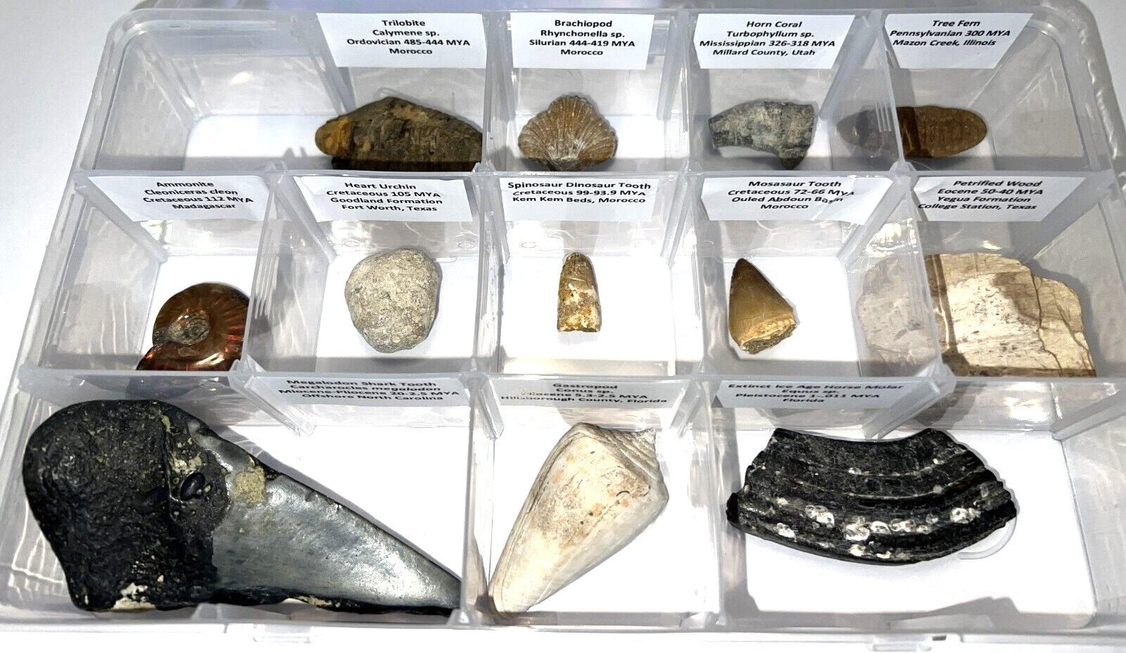 Labeled REAL 12 Fossil Collection in a Case MEGALODON, DINOSAUR TOOTH, TRILOBITE