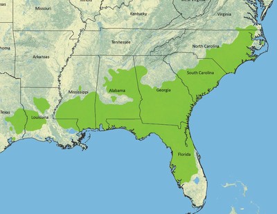 Beautiful Pine Cones - 4.5 to 5 inch - Box of 40 cleaned