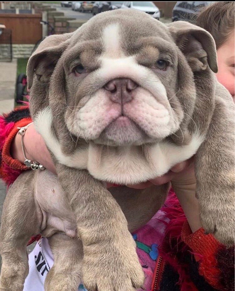 Lilac Tri English Bulldog Male In Kirkdale Merseyside Gumtree
