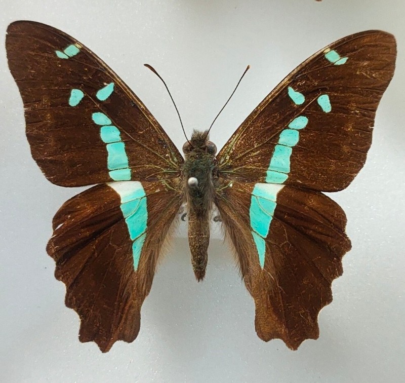 Graphium Gelon Male Nouvelle-CalÃ©Donie