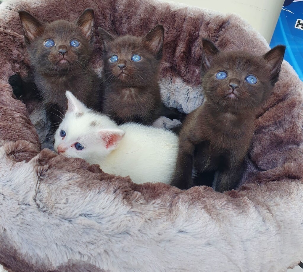 Kittens ready now in KirkbyinAshfield, Nottinghamshire Gumtree