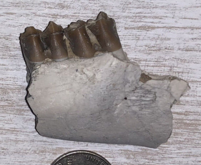 Fossil Merycoidodon Oreodont Teeth  In Jaw, White River Badlands,
