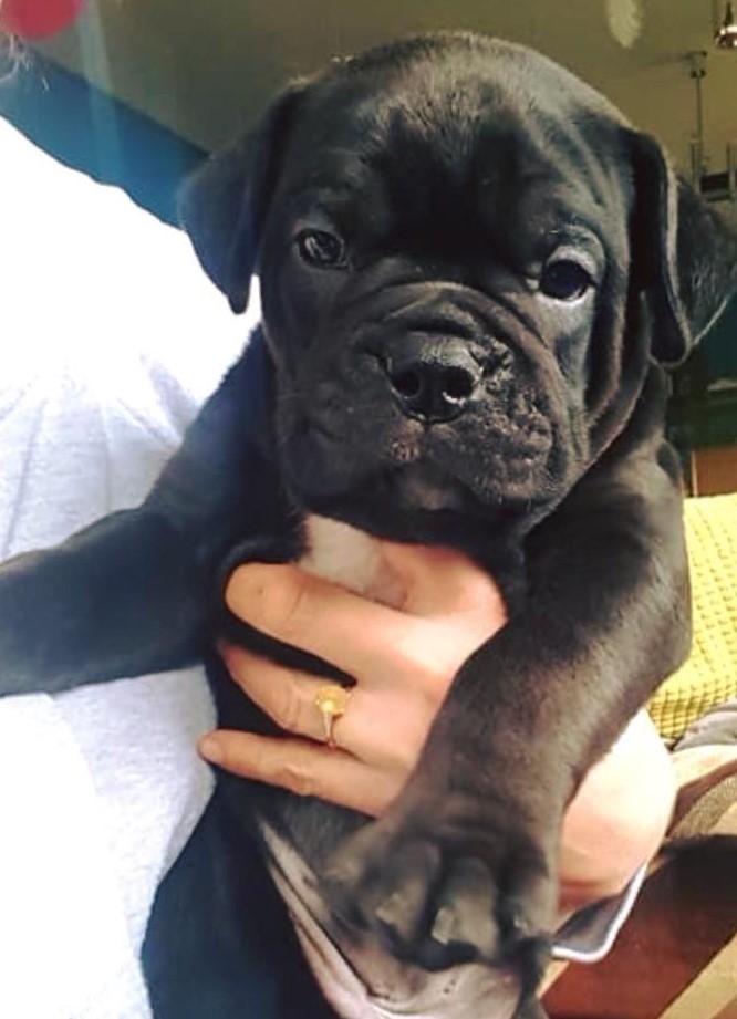 Sussex Bulldog Puppies Male in East Grinstead, West Sussex Gumtree