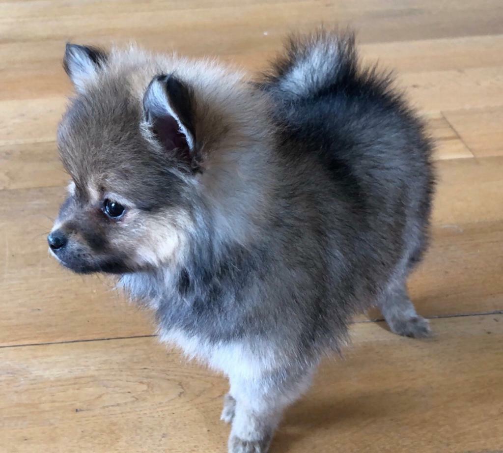 Miniature Pomeranian Puppies pure breed, show standard pups in