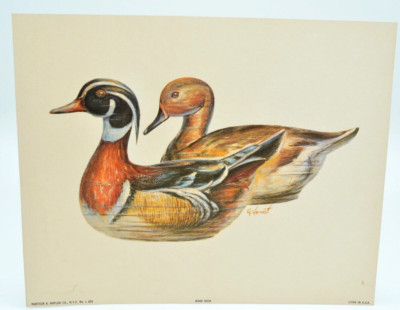 Vintage R.F Harnett Signed Wood Ducks Lithograph Print 8'' x 10''