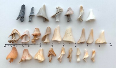 25 Natural Mushroom-Shaped Shell fragment beach seashells craft tree dollhouse Y