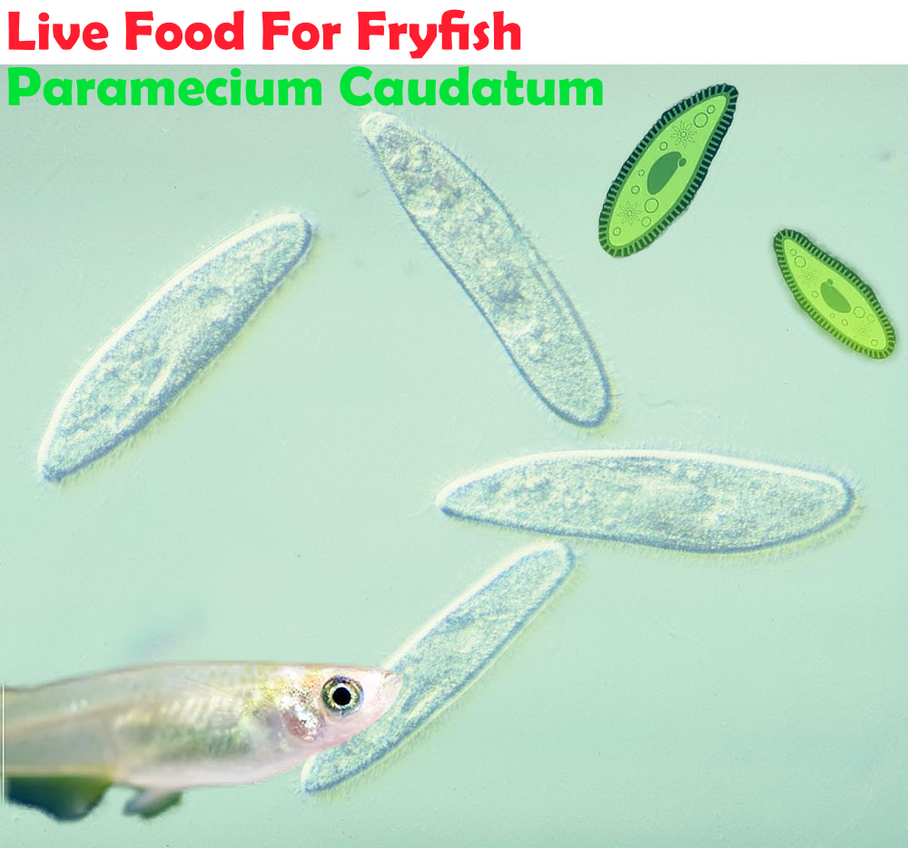 Paramecium Caudatum, Living microorganism starter culture, include small pipette