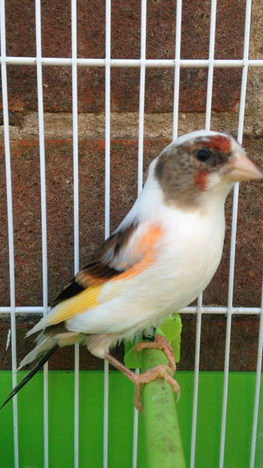 goldfinch mule (back up for sale) | in Southampton, Hampshire | Gumtree