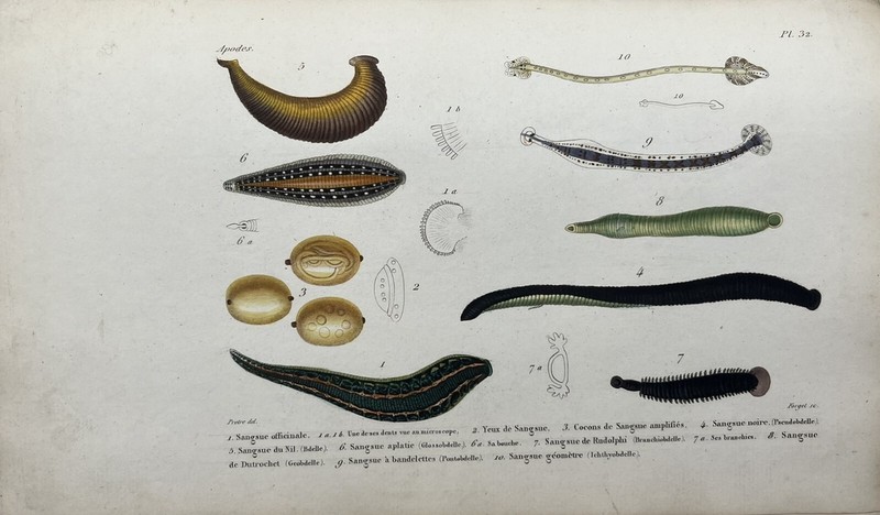 Planche Zoologique Xixe - Gravure Couleur - Apodes - Sangsues - CuriositÃ©