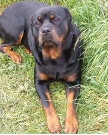 English Mastiff X Cane Corso X Dogue De Bordeaux In Isle