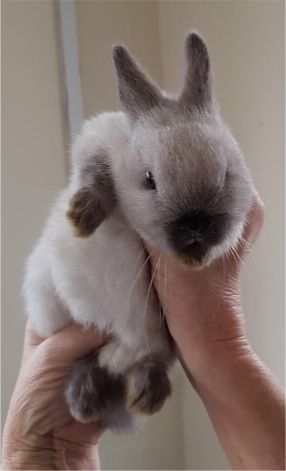 Baby Netherland Dwarf Rabbits For Sale in Ammanford, Carmarthenshire Gumtree