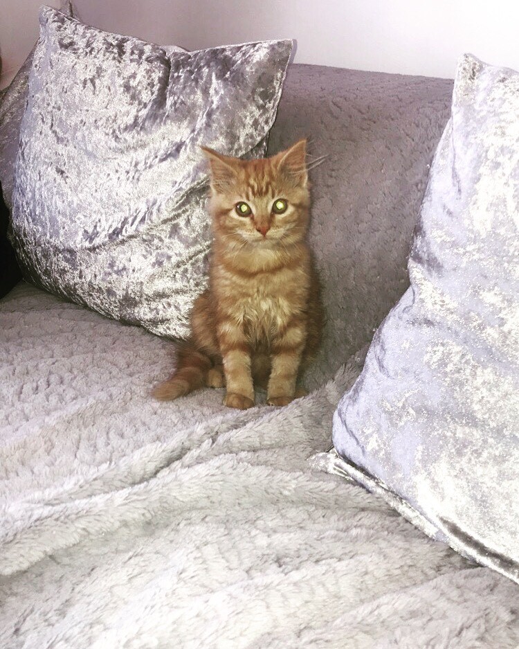 Ginger female kitten for sale in Clydebank, West Dunbartonshire Gumtree