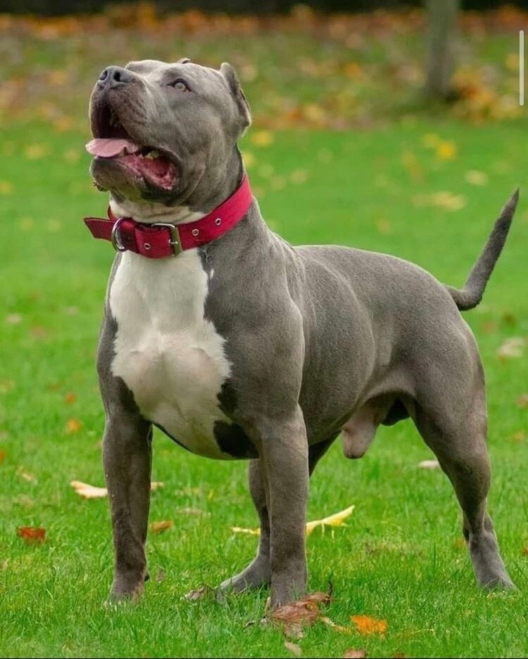 American Bully XL Pups in Portrush, County Antrim Gumtree