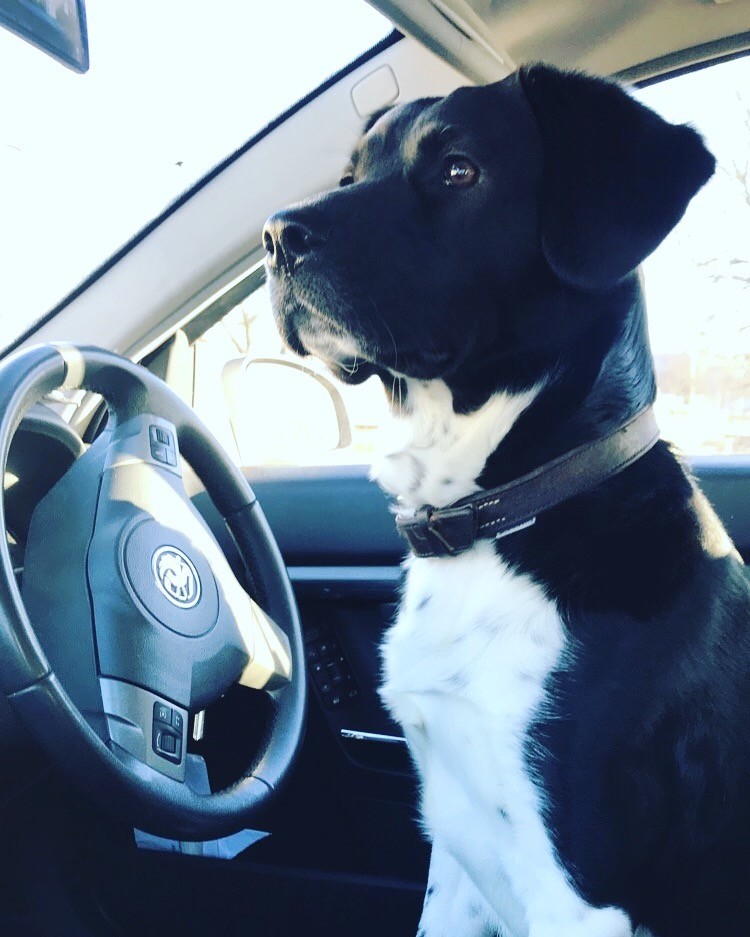 Springer spaniel x German shepherd dog in Bedlington, Northumberland