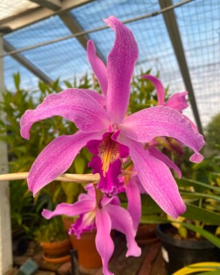 Laelia anceps  Irwin s  AM/AOS X Laelia Wellesley  Nelda  Bloom Size Orchid 6 Pt