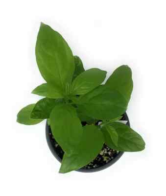 Night Blooming Jasmine Queen of the night insured package 1 plant 9 inch plants