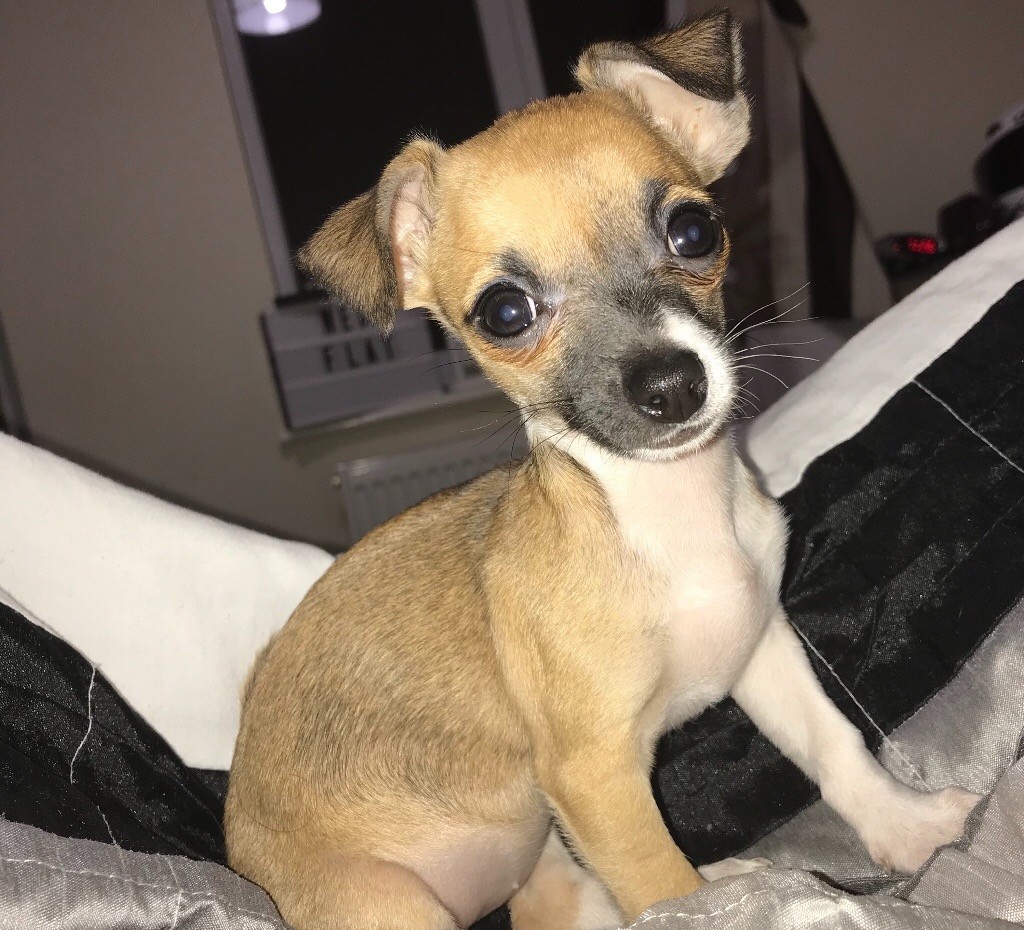 Chihuahua x Jack Russell Puppy for sale in Norwich, Norfolk