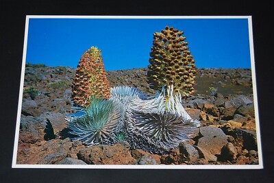 Vintage Postcard of Maui's Rare Silversword Plant on dormant volcano Haleakala