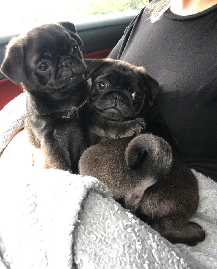 Platinum female pug in Lewes, East Sussex Gumtree