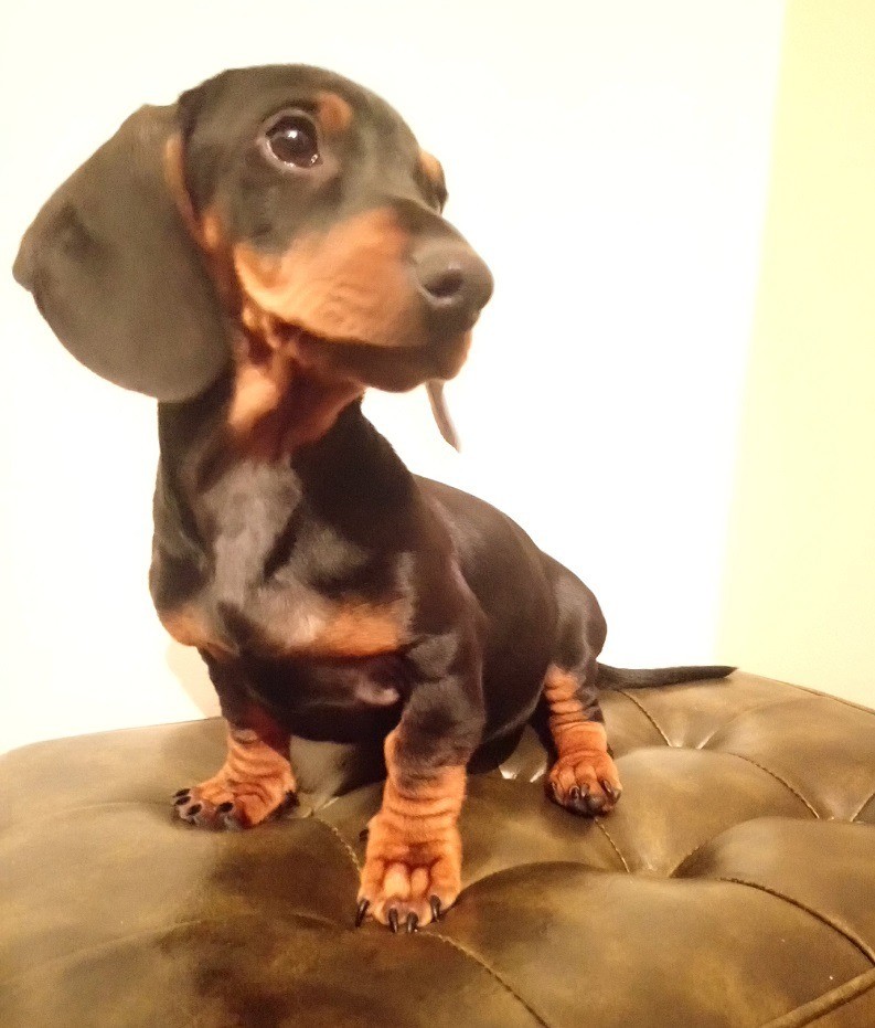 Lovely standard Dachshund puppies for sale in Musselburgh, East Lothian Gumtree