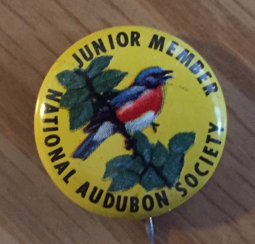 6 Vintage National Audubon Society Junior Member Pinback Button Pin Bluebird USA