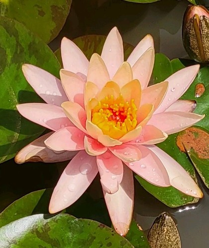★ごりぴか Herlipto Water Lily Garden Water Lily