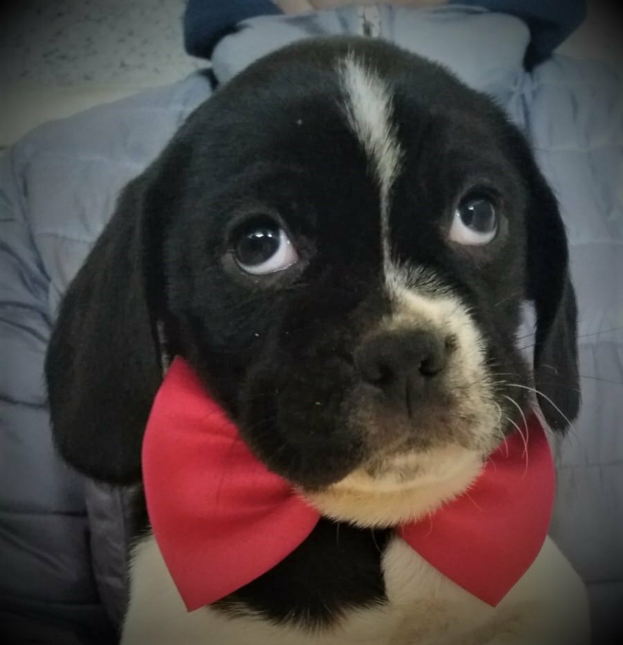 Beaglier Puppy (Beagle X Cavalier) READY NOW! in Tenby, Pembrokeshire