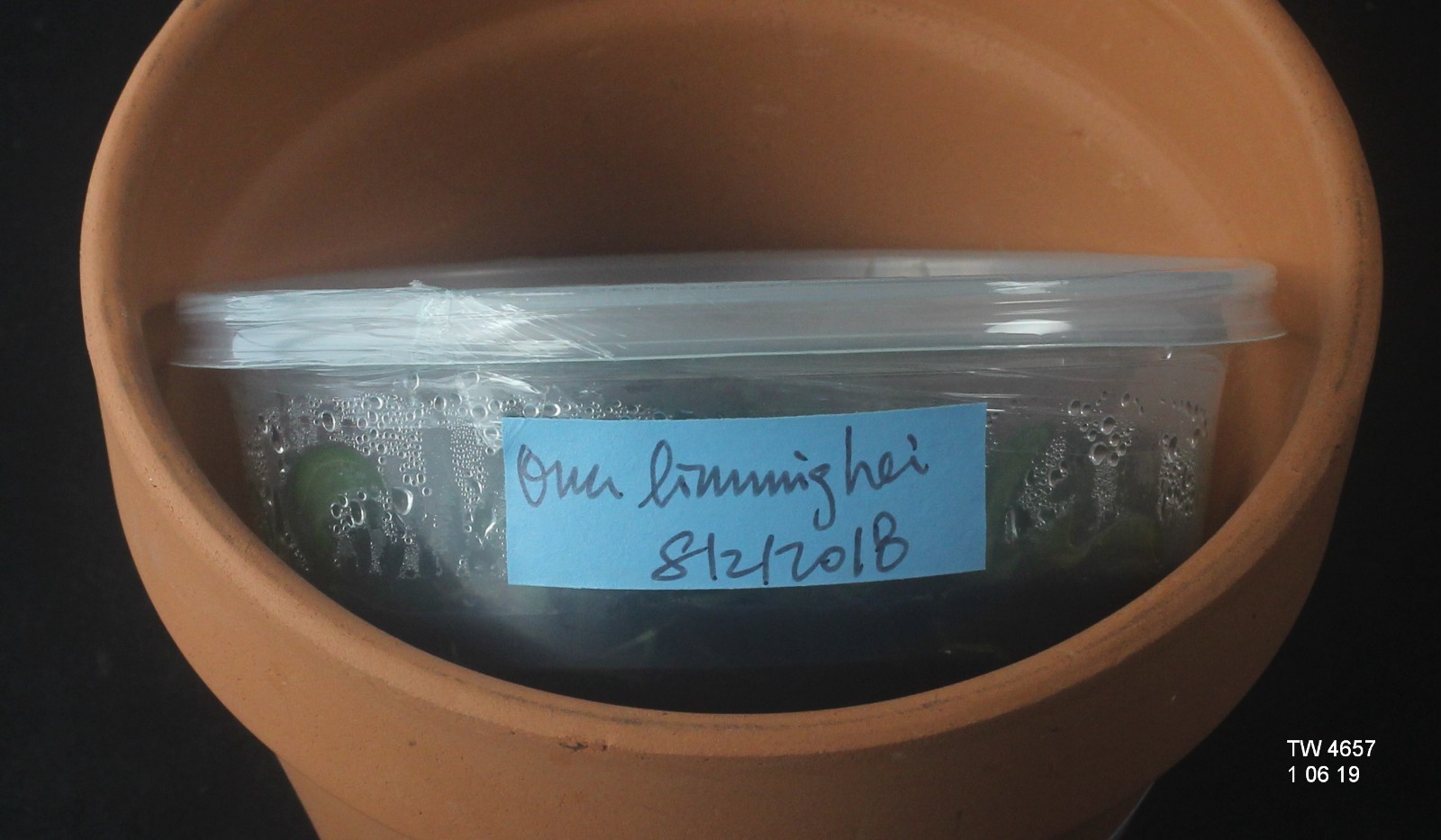 ORCHID FLASK: Oncidium limminghei