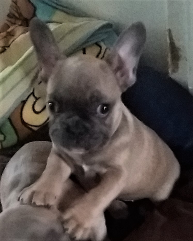 Blue fawn French bulldog female puppy | in Denham, London | Gumtree