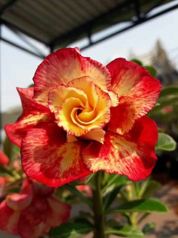 4 Red Orange Desert Rose Seeds Adenium Obesum Flower Perennial Seed Flowers 252
