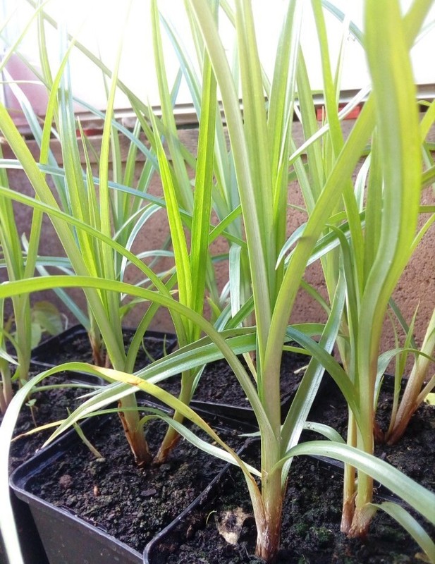 Erdmandel 16 Samen/Knollen Cyperus Esculentus  Tigernuss