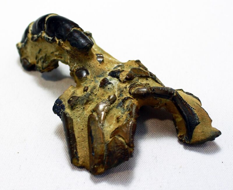 Thalassina anomala • Fossilized Australian Lobster Shell • 4.25" long
