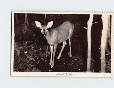 Postcard Fawn/Deer/Reindeer Glennie Michigan USA North America