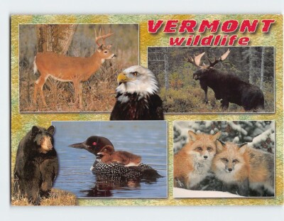 Postcard Vermont wildlife Vermont USA