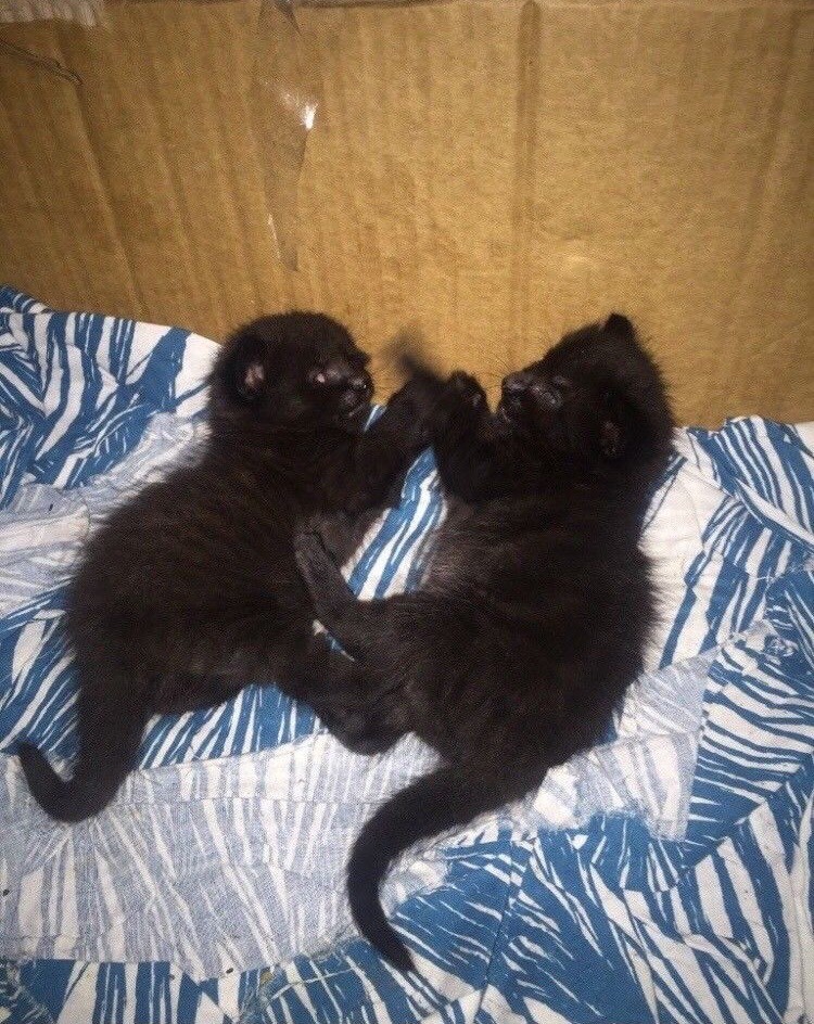 Long Haired Kittens For Sale In Neasden London Gumtree