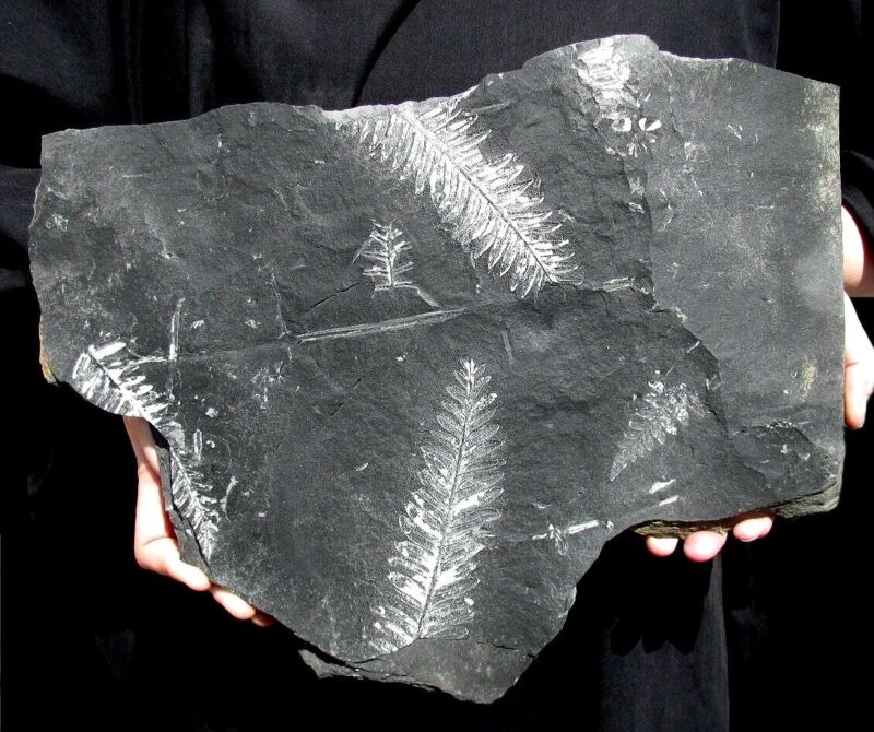 EXTINCTIONS- LARGE MULTIPLE PLATE OF WHITE FERN FROND FOSSILS- STRIKING DETAIL!